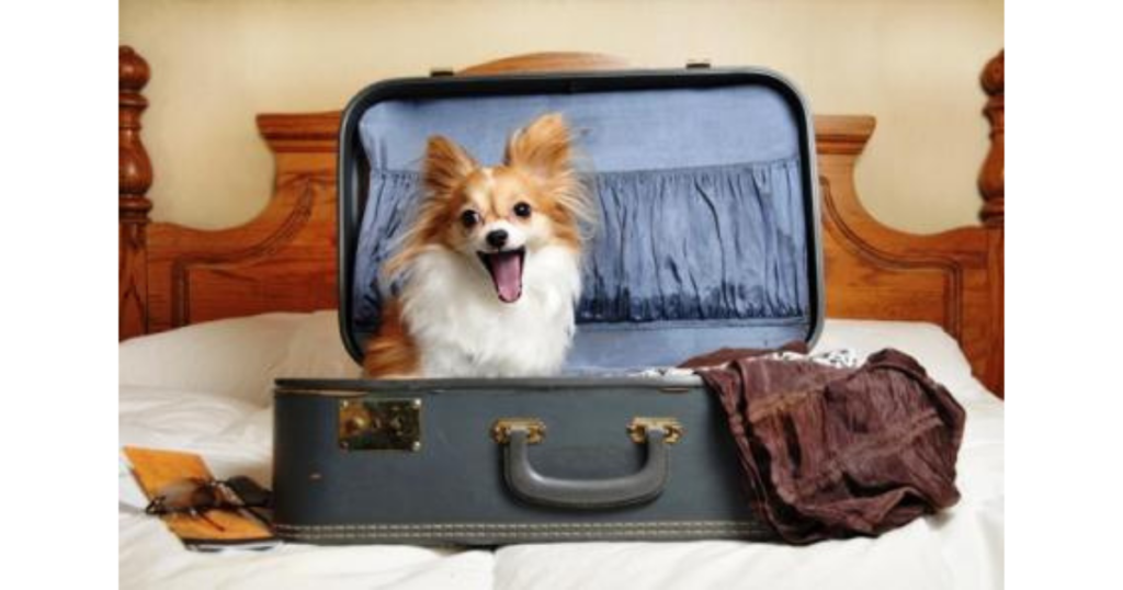 dog in suitcase