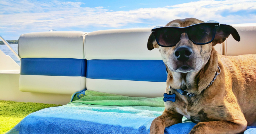 dog in the beach