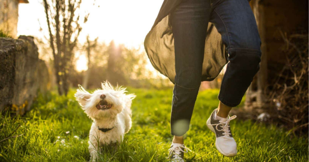 Dog running 