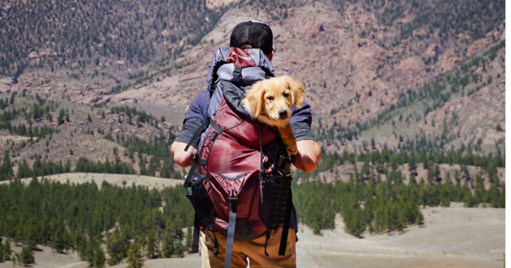 Traveling dog